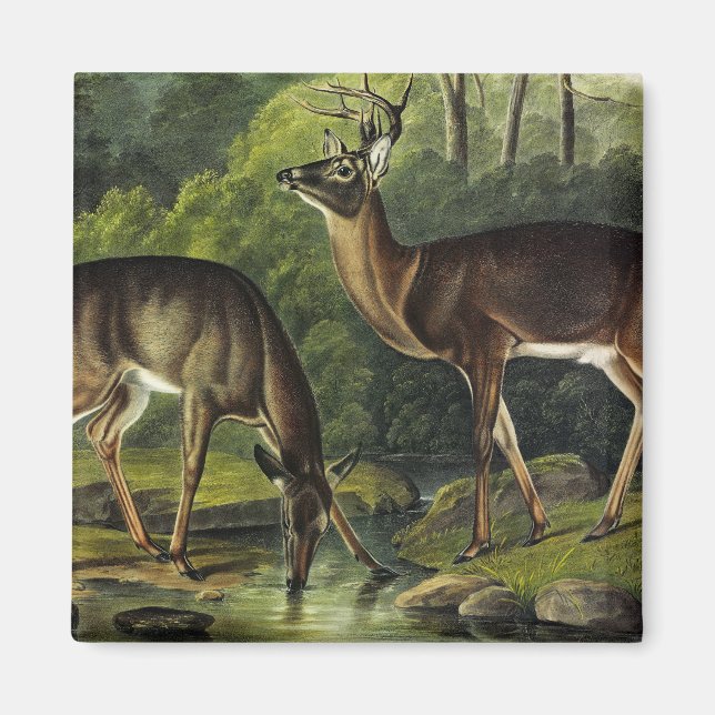 Vanlig (vit) Hjort - Kvadroner av Audubon Magnet (Framsidan)