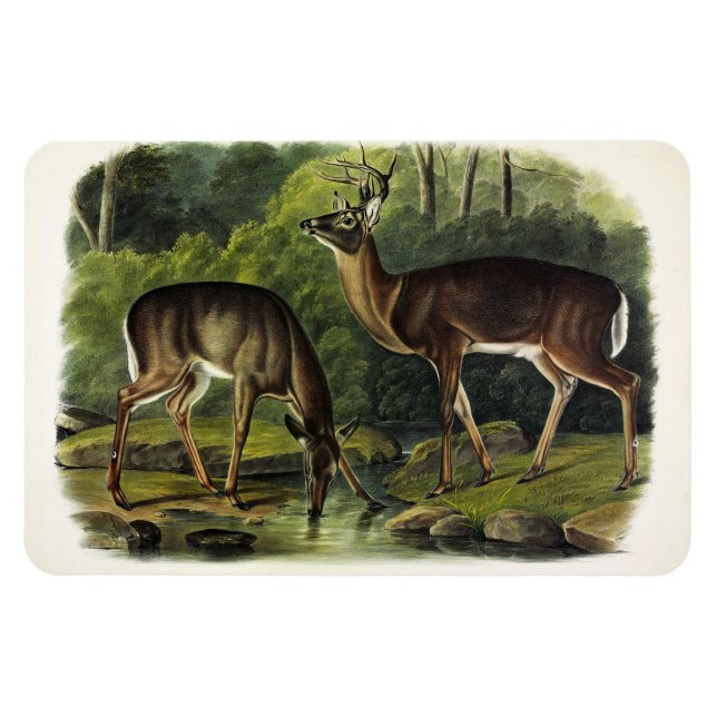 Vanlig (vit) Hjort - Kvadroner av Audubon Magnet (Horisontell)