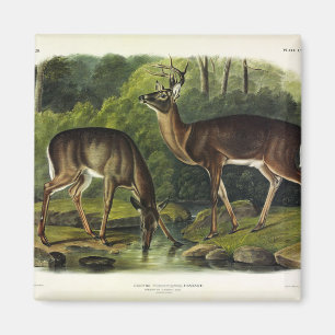 Vanlig (vit) Hjort - Kvadroner av Audubon Magnet