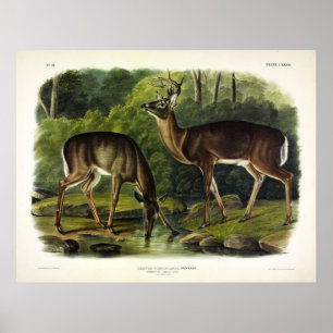 Vanlig (vit) Hjort - Kvadroner av Audubon Poster