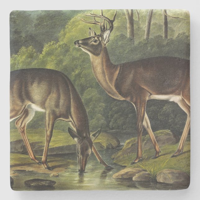 Vanlig (vit) Hjort - Kvadroner av Audubon Stenunderlägg (Framsidan)