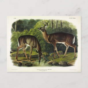 Vanlig (vit) Hjort - Kvadroner av Audubon Vykort
