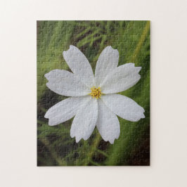 Vanlig vitskönhet pussel