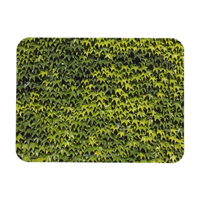Vanlig vivel (hedera helix) i husväggen magnet (Horisontell)