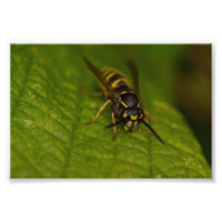Vanlig Wasp
