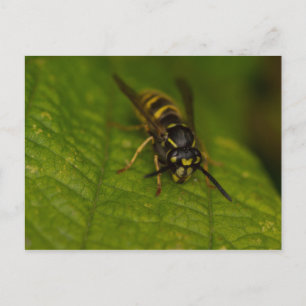 Vanlig Wasp Vykort