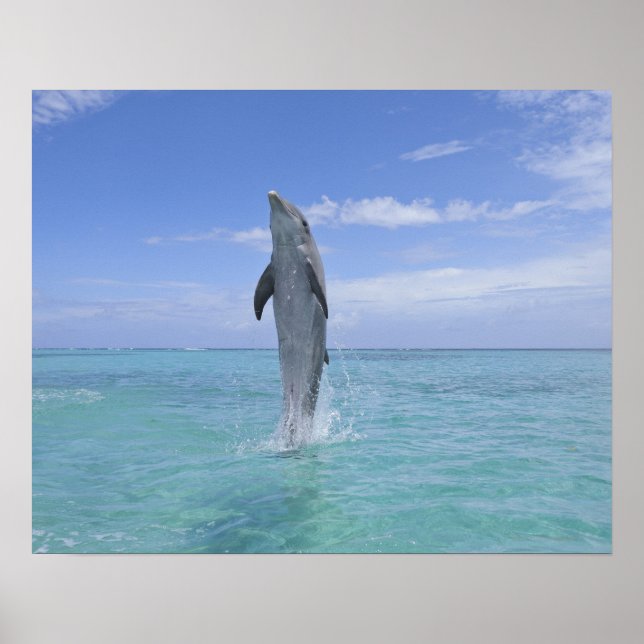 Vanliga flaskhalsar Dolphin Swimming Bakåt Poster (Framsidan)