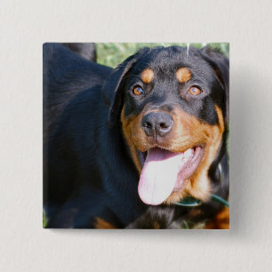 Vänliga Rottweiler klämmer fast Knapp