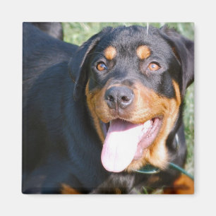 Vänliga Rottweiler kvadrerar magneten Magnet