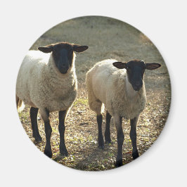 Vänliga Suffolk-får på gårdsplan, sen sol Magnet