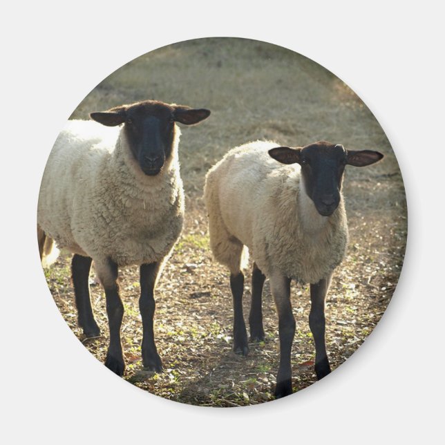 Vänliga Suffolk-får på gårdsplan, sen sol Magnet (Framsidan)