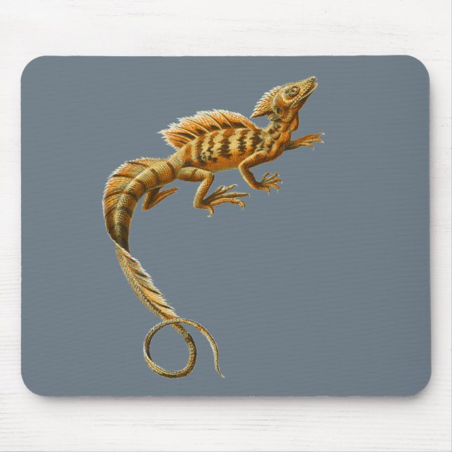 Vanligt Basilisk Musmatta (Framsidan)