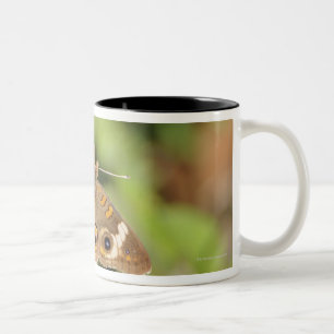 Vanligt buckeyefjäril, Junonia coenia. Två-Tonad Mugg