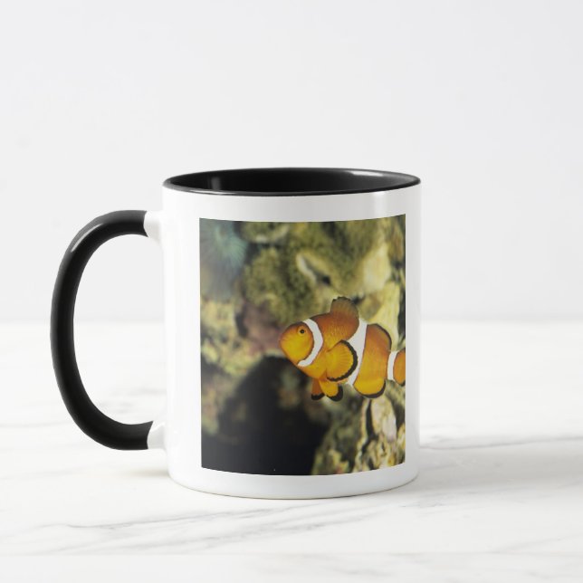 Vanligt clownfish (Amphiprionocellaris), Mugg (Vänster)