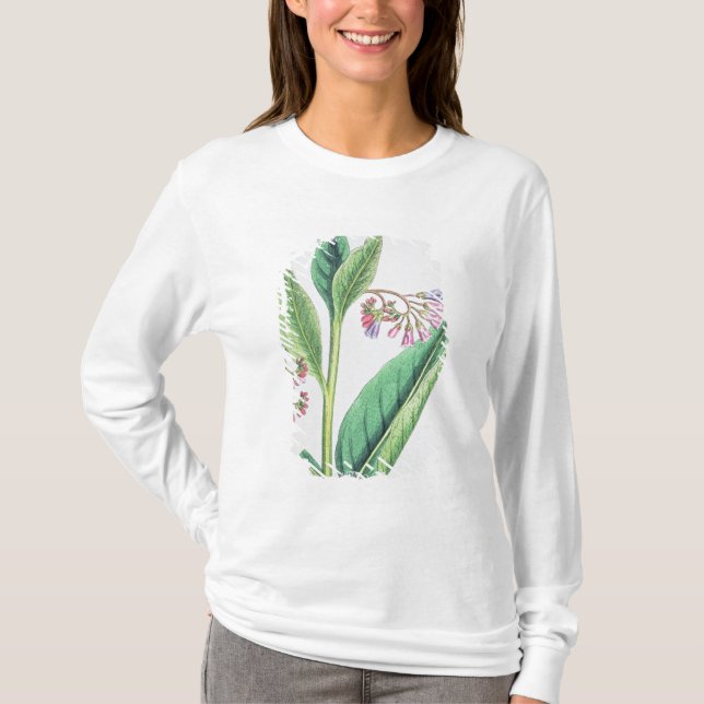 Vanligt Comfrey, pläterar MCXVI, c.1800 Tee (Framsida)