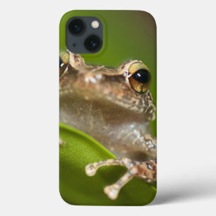 Vanligt coqui, Eleutherodactyluscoqui, El