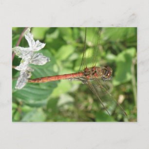 Vanligt Darter Dragonfly-vykort Vykort