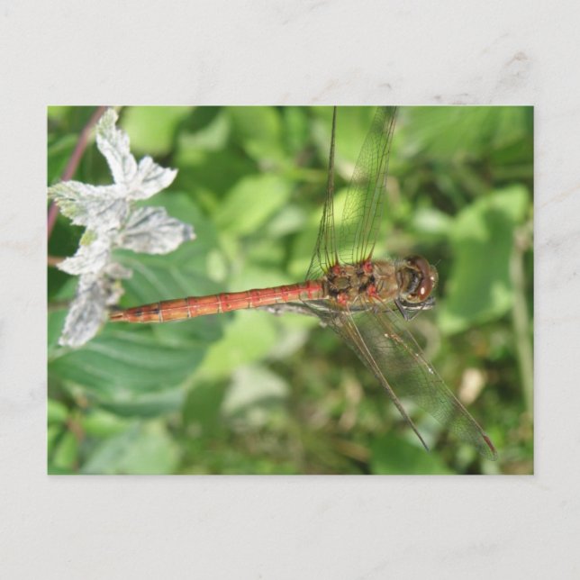Vanligt Darter Dragonfly-vykort Vykort (Framsida)