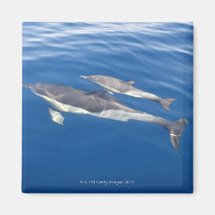 Vanligt delfin i straiten magnet