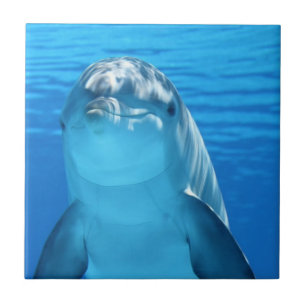 Vänligt delfinfoto kakelplatta
