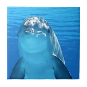 Vänligt delfinfoto kakelplatta