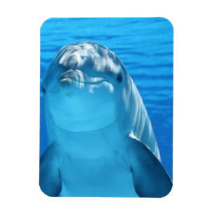 Vänligt delfinfoto magnet