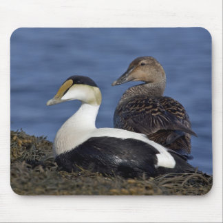 Vanligt ejdrar Mousepad Musmatta