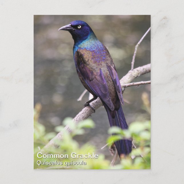 Vanligt Grackle Vykort (Framsida)