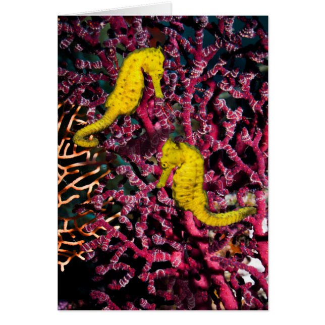 Vanligt Hippocampus Taeniopterus för havshäst | Hälsningskort (Framsidan)