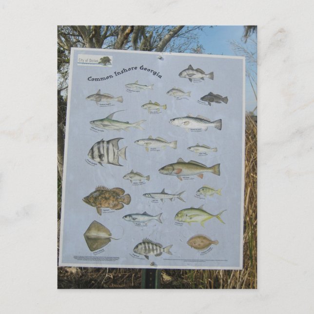 vanligt inshore kust- fisk av Georgia Vykort (Framsida)