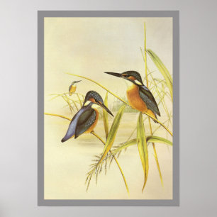 Vanligt Kingfisher Poster