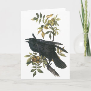 Vanligt korpsvart, John audubon Kort