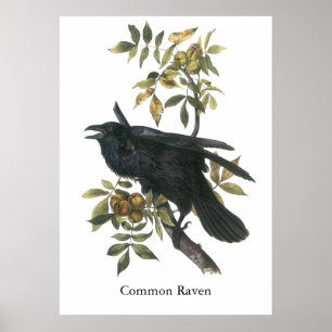 Vanligt korpsvart, John audubon Poster