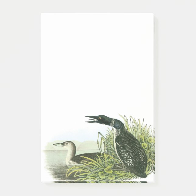 Vanligt Loon vid Audubon Post-it Block (Framsida)