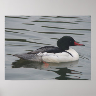 Vanligt male affisch för Merganser