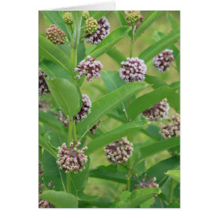 Vanligt milkweed hälsningskort