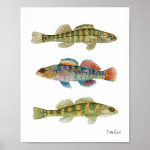 Vanligt sötvattens- Darters Poster
