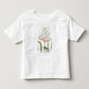 Vanligt sparris i blomma och frukt, från 'Ho T Shirt