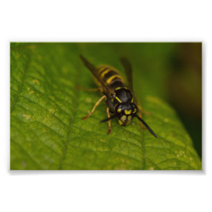 Vanligt Wasp Fototryck