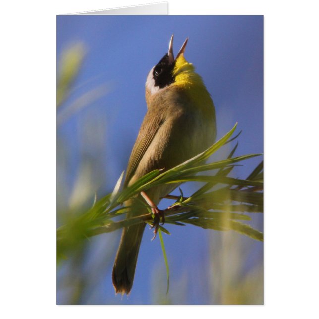 Vanligt Yellowthroat Hälsningskort (Framsidan)