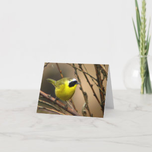 Vanligt Yellowthroat •, Joe Sweeney - kort
