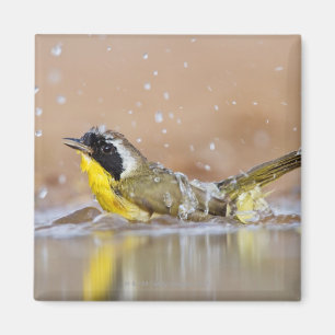 Vanligt yellowthroatbadning magnet