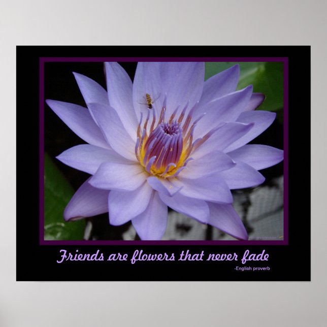 Vänner är Flowers Vänskap Lila Vatten Lily Poster (Framsidan)