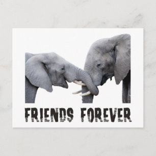 Vänner för Elephants hugger/kyssar Vykort