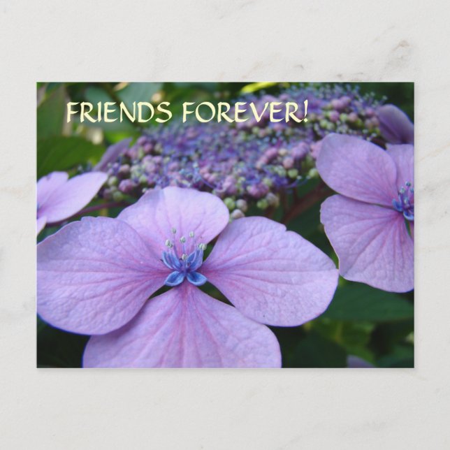 VÄNNER FÖR EVIGT! Vykort Hydrangea Blommor Kort (Framsida)