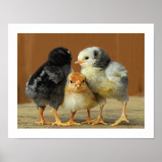 Vänner håller ihop - Huddling Little Chicks Poster (Framsidan)