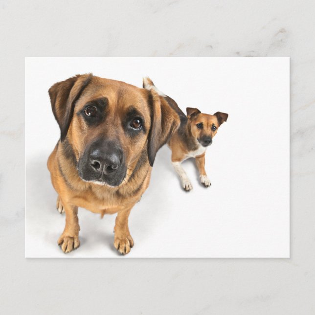 vänner vykort (Framsida)