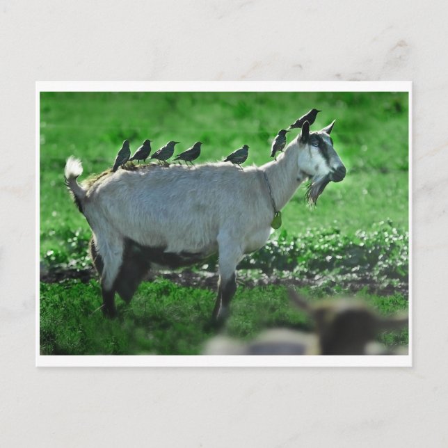 Vänner Vykort (Framsida)