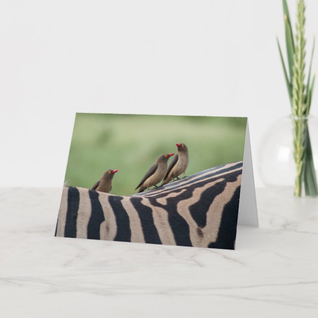 Vänner: Zebra och Ox Peckers Card Kort (Framsida)