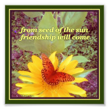 Vänskap av solrosfjärilsmussla